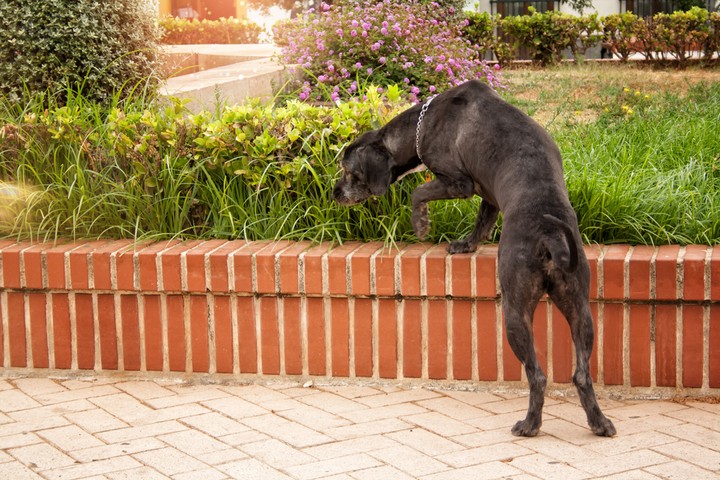 Nová záhrada - psík v záhrade